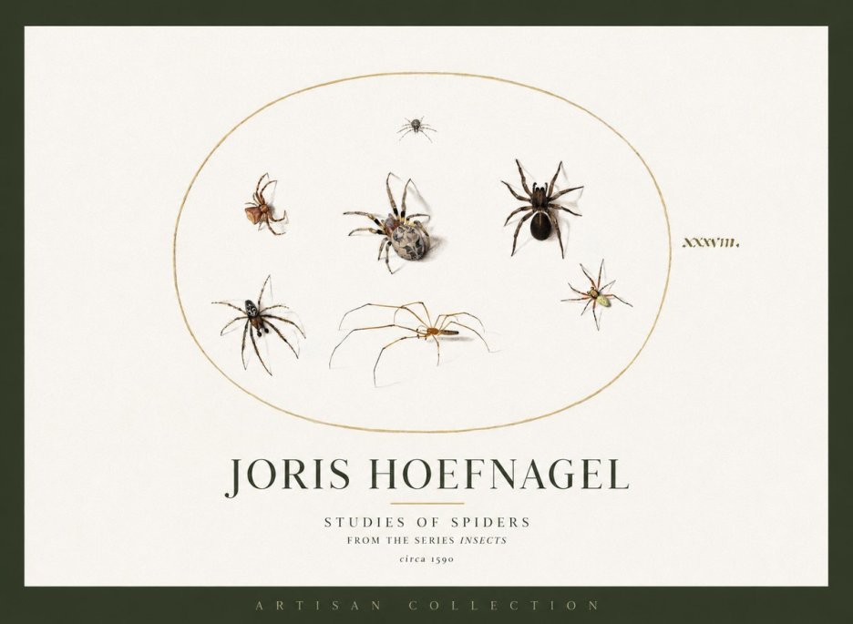 Joris Hoefnagel Studies of Spiders I No2 - Plakát