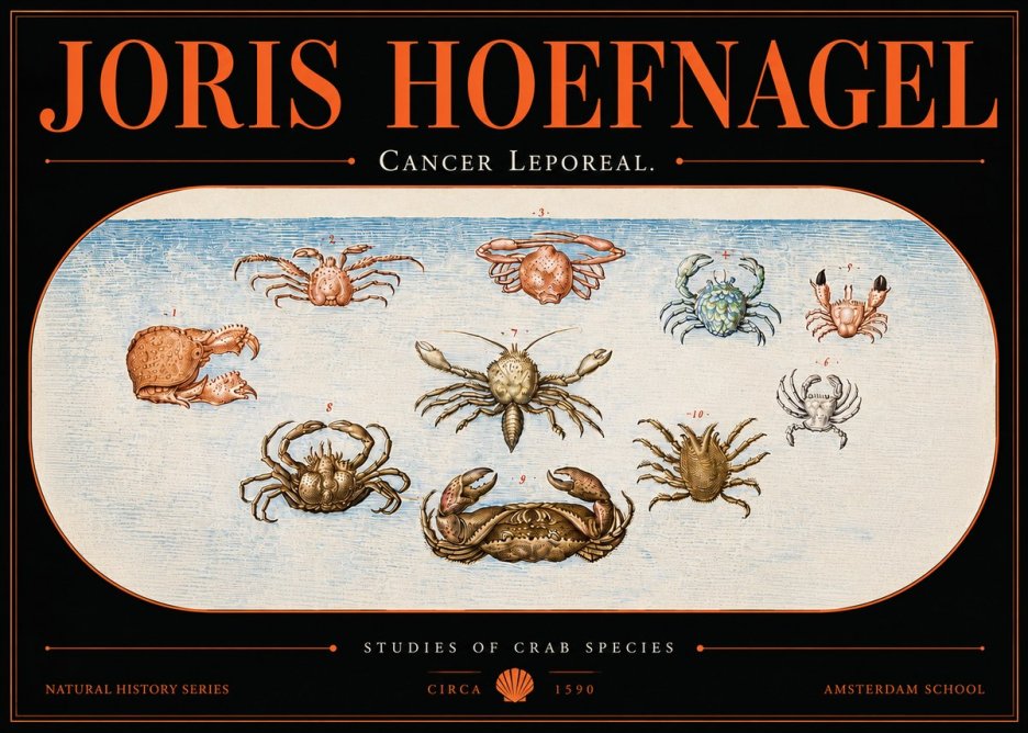 Joris Hoefnagel Cancer Leporeal. No5 - Plakát