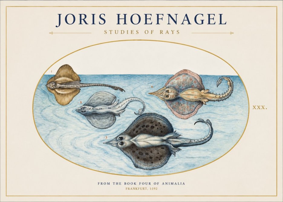 Joris Hoefnagel Rays and Skates No2 - Plakát