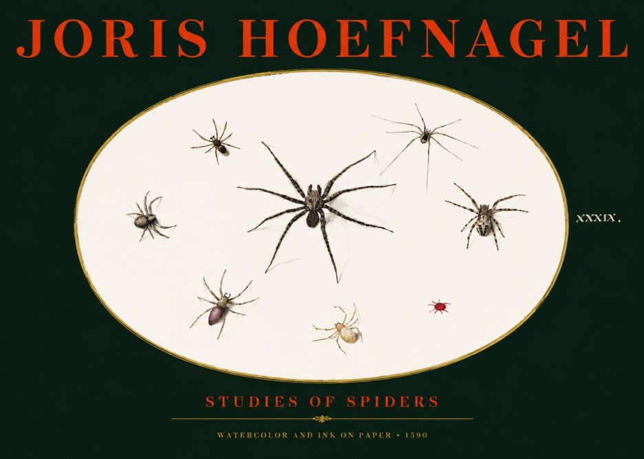 Joris Hoefnagel Studies of Spiders II No3 - Plakát
