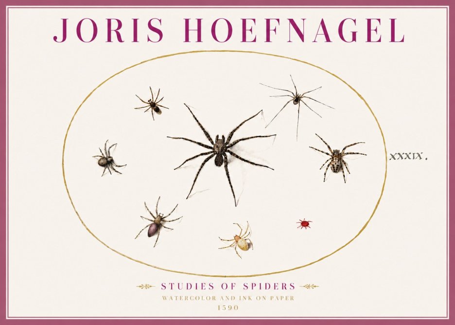 Joris Hoefnagel Studies of Spiders II No4 - Plakát