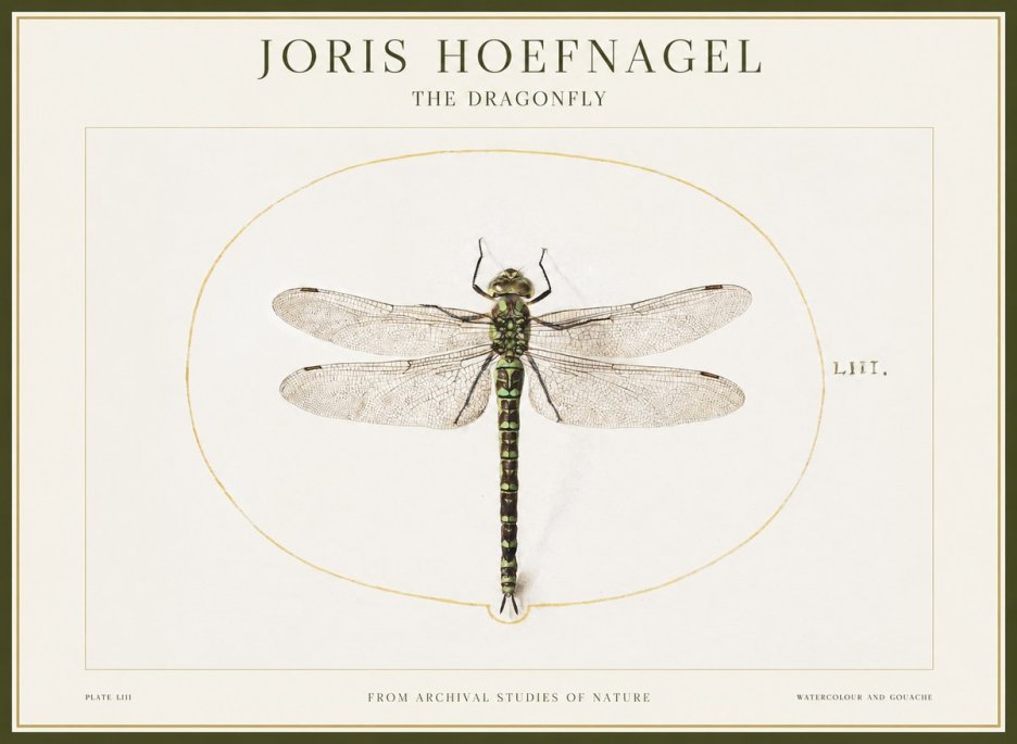Joris Hoefnagel The Dragonfly No1 - Plakát