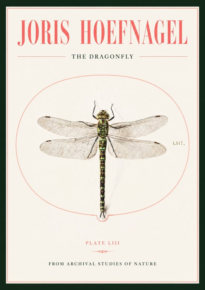 Joris Hoefnagel The Dragonfly No2 - Plakát