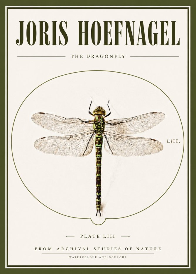 Joris Hoefnagel The Dragonfly No3 - Plakát