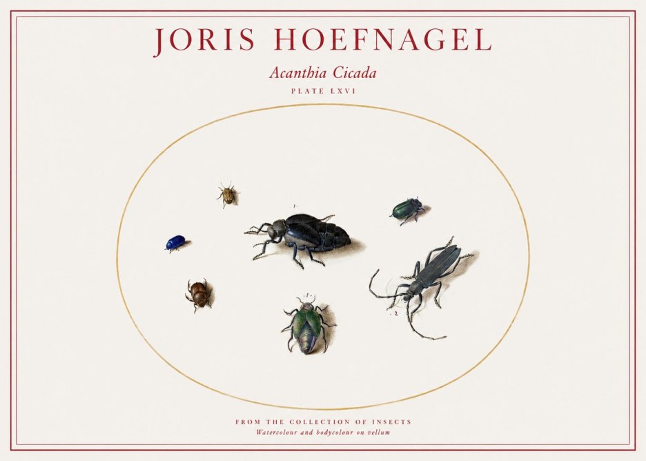 Joris Hoefnagel Acanthia Cicada No1 - Plakát