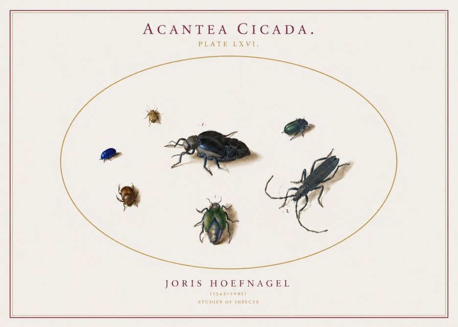 Joris Hoefnagel Acanthia Cicada No3 - Plakát