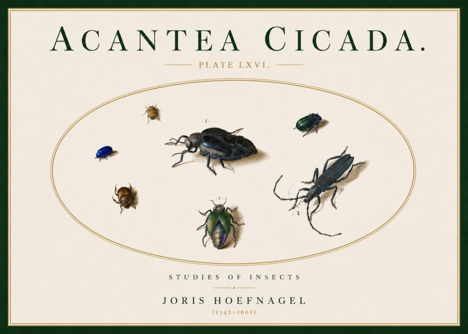 Joris Hoefnagel Acanthia Cicada No5 - Plakát