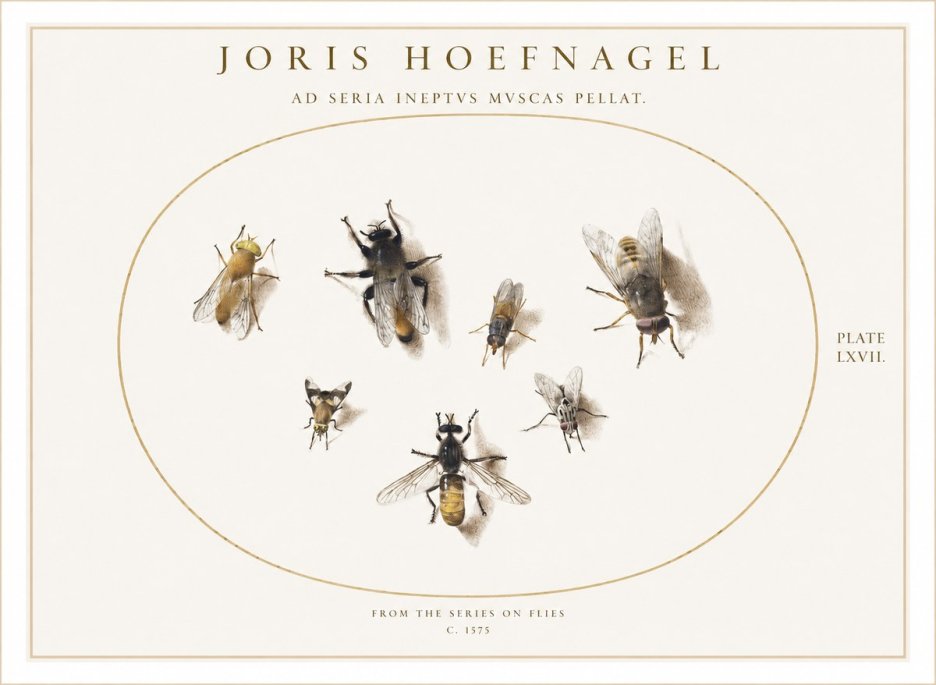 Joris Hoefnagel From the Series on Flies - Plate Lxvii. No1 - Plakát