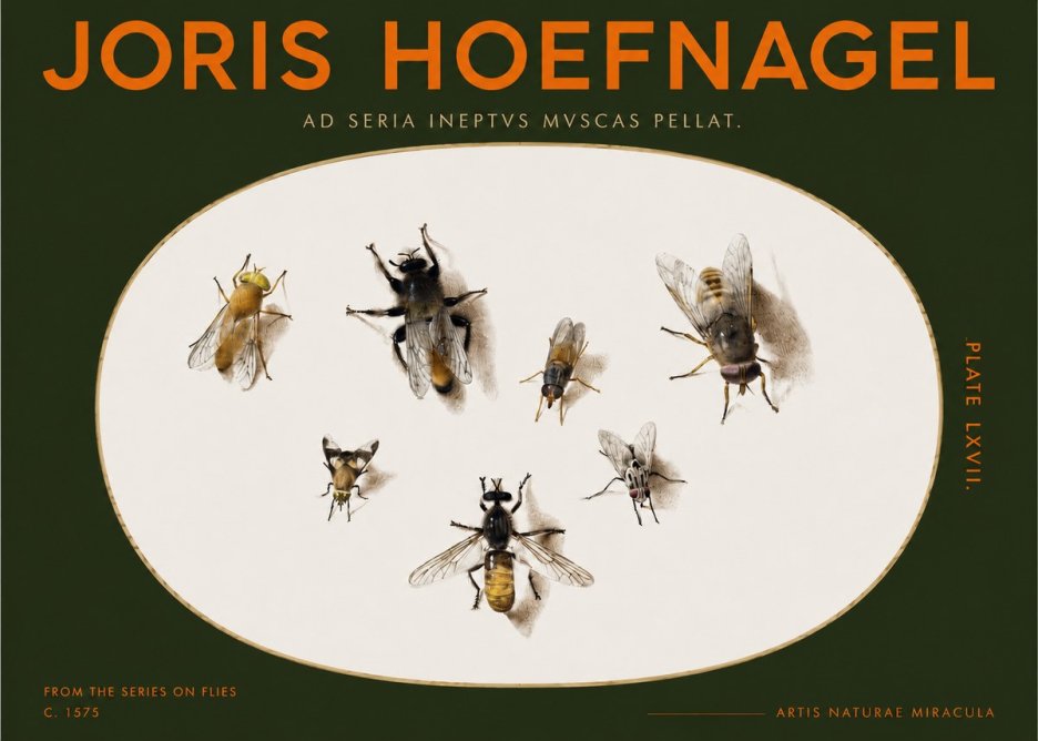 Joris Hoefnagel From the Series on Flies - Plate Lxvii. No2 - Plakát