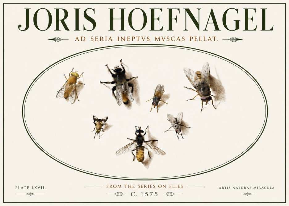 Joris Hoefnagel From the Series on Flies - Plate Lxvii. No6 - Plakát