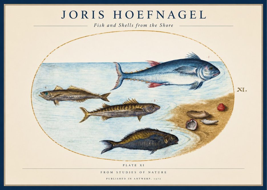 Joris Hoefnagel Fish and Shells from the Shore No1 - Plakát
