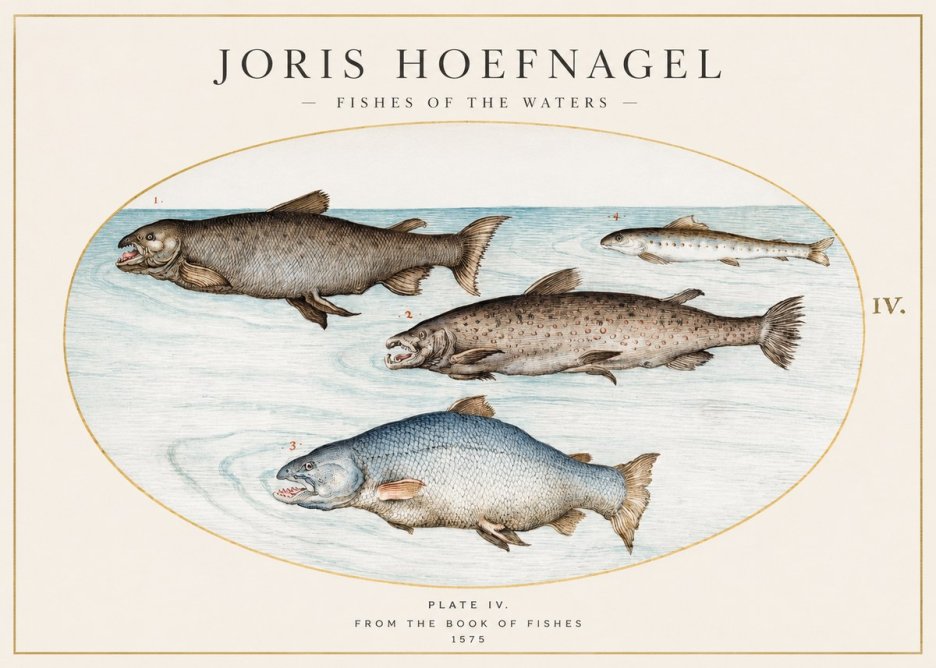 Joris Hoefnagel Fishes of the Waters I No1 - Plakát