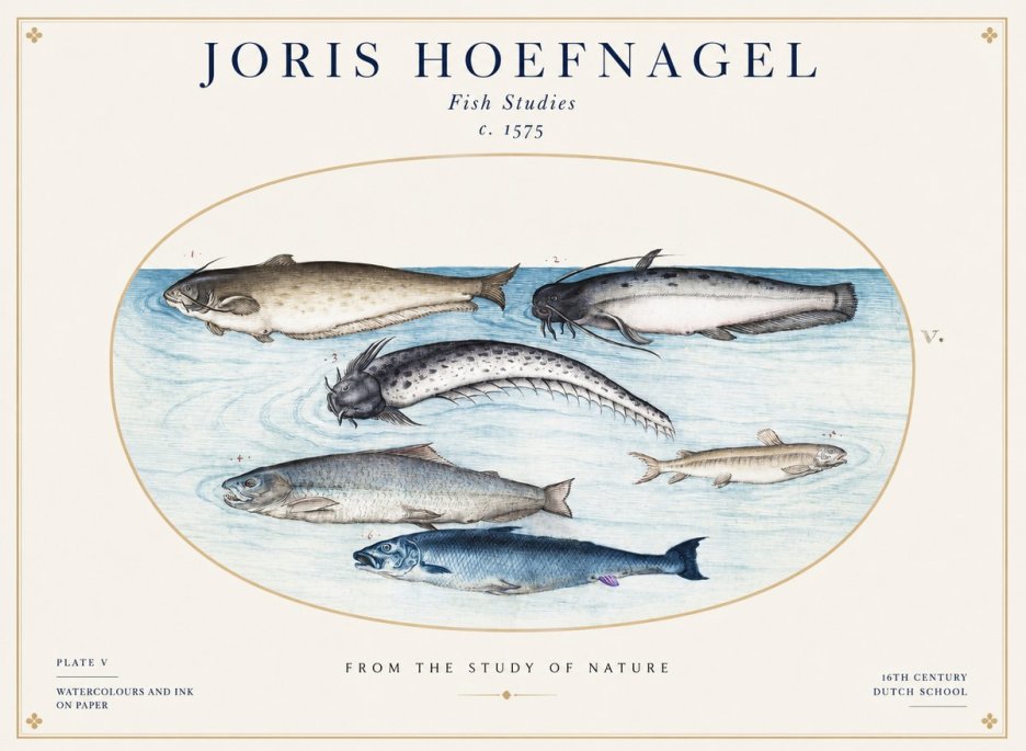 Joris Hoefnagel Fish of the Waters No2 - Plakát