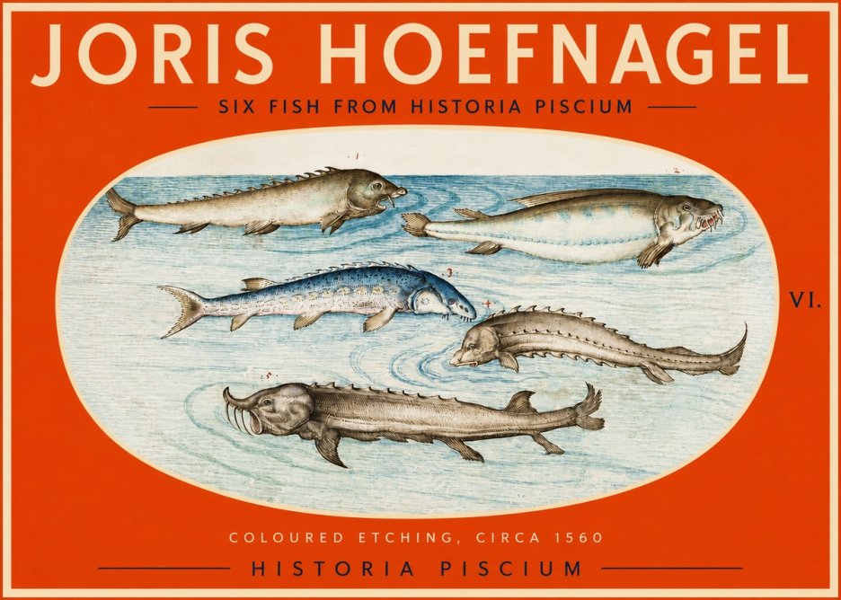 Joris Hoefnagel Fishes of Northern Waters No3 - Plakát