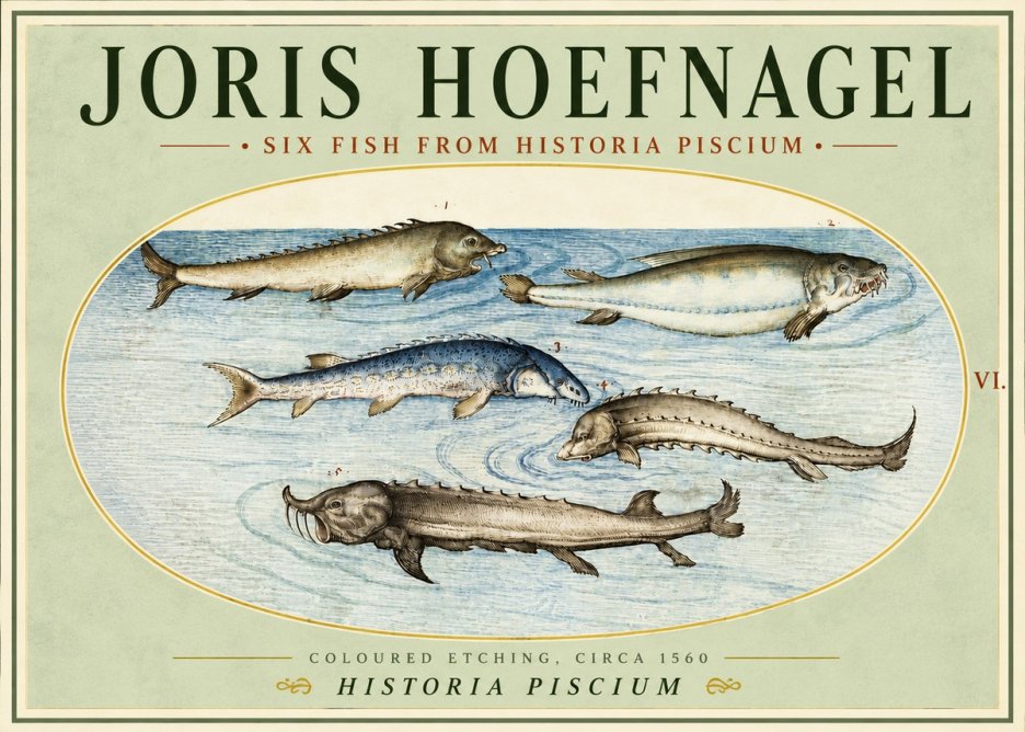 Joris Hoefnagel Fishes of Northern Waters No5 - Plakát