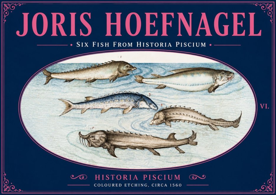 Joris Hoefnagel Fishes of Northern Waters No6 - Plakát
