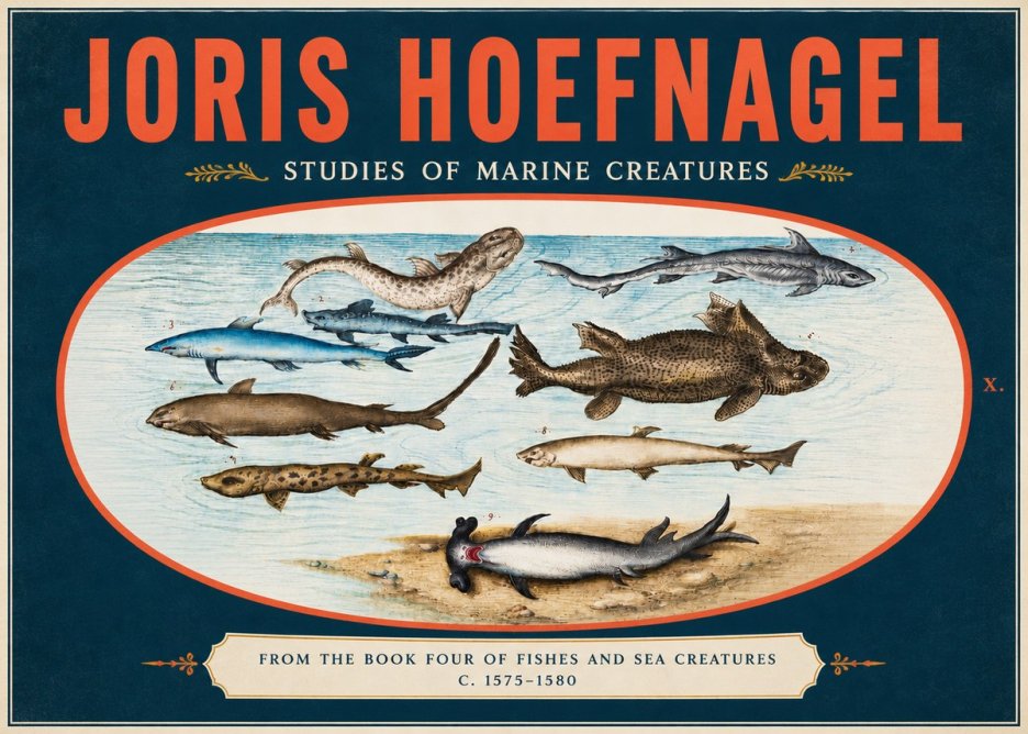 Joris Hoefnagel Studies of Marine Creatures No5 - Plakát