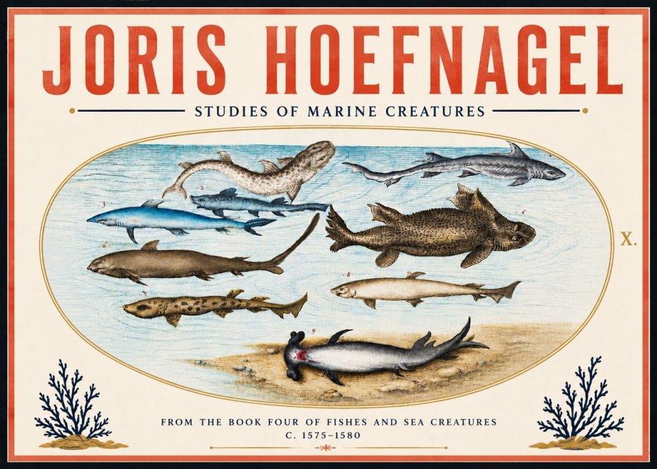 Joris Hoefnagel Studies of Marine Creatures No6 - Plakát