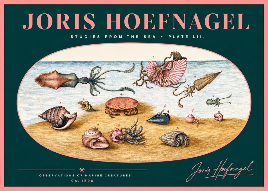 Joris Hoefnagel Marine Creatures - Plate Lii No2 - Plakát