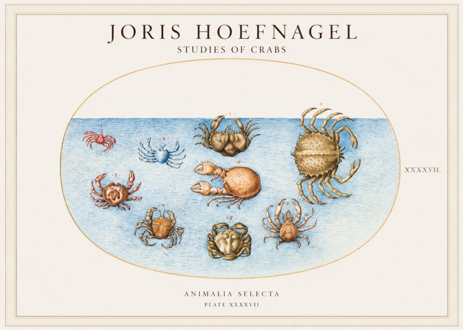 Joris Hoefnagel Studies of Crabs No1 - Plakát
