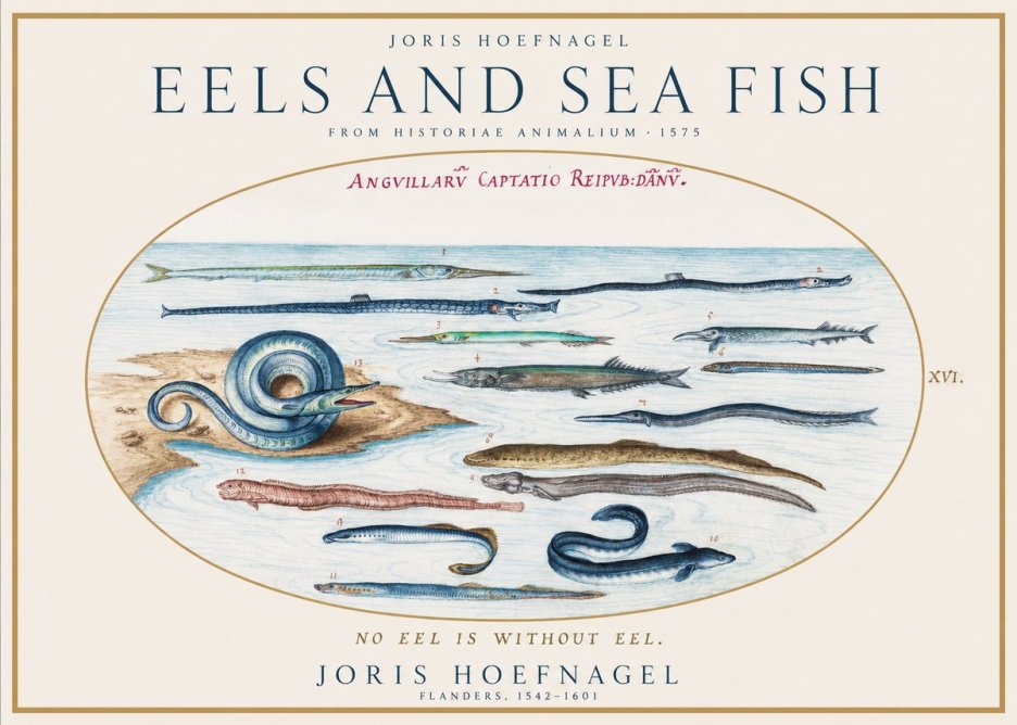 Joris Hoefnagel Eels and Sea Fish No1 - Plakát