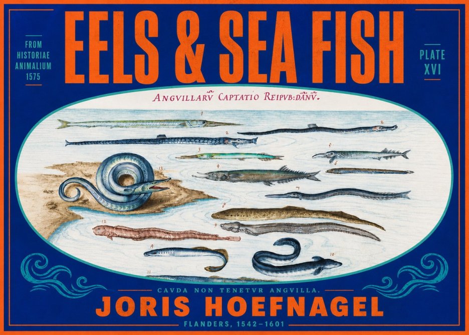 Joris Hoefnagel Eels and Sea Fish No4 - Plakát