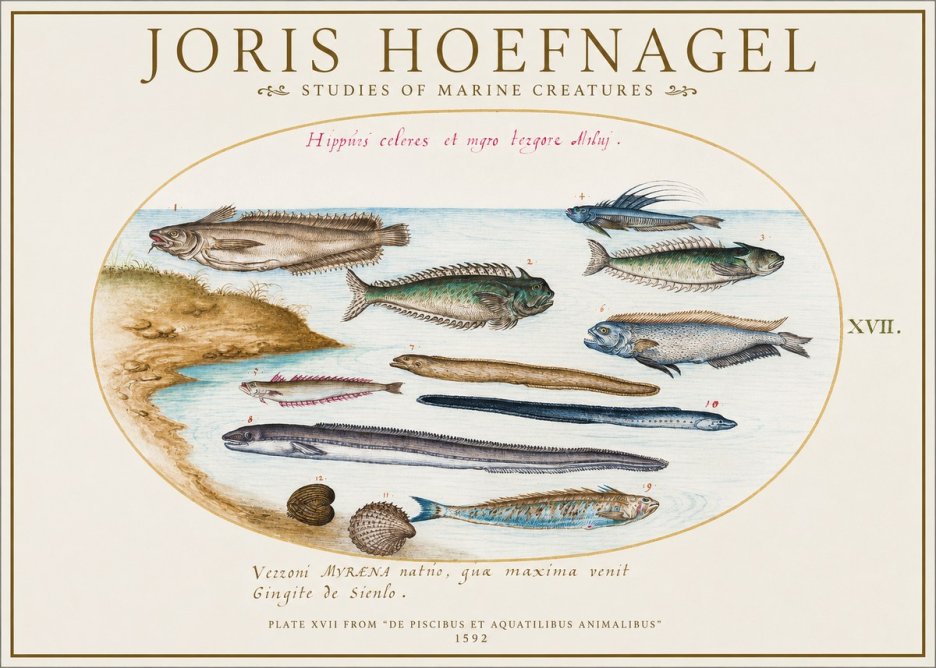 Joris Hoefnagel Plate Xvii from "De Piscibus Et Aquatilibus Animalibus" No1 - Plakát