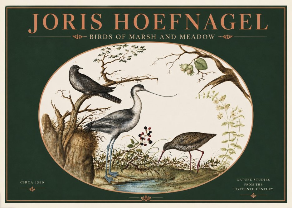 Joris Hoefnagel Birds of Marsh and Meadow No4 - Plakát