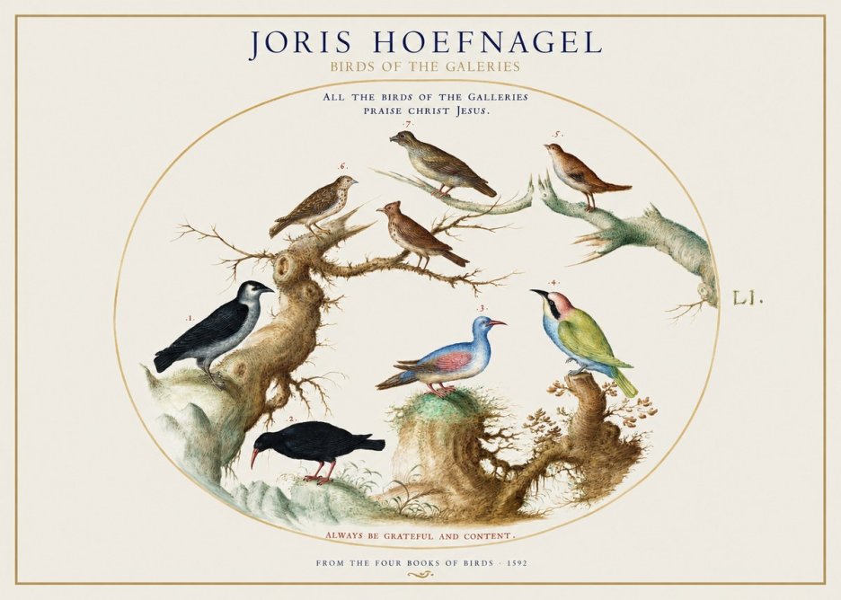 Joris Hoefnagel Birds of the Galeries No1 - Plakát