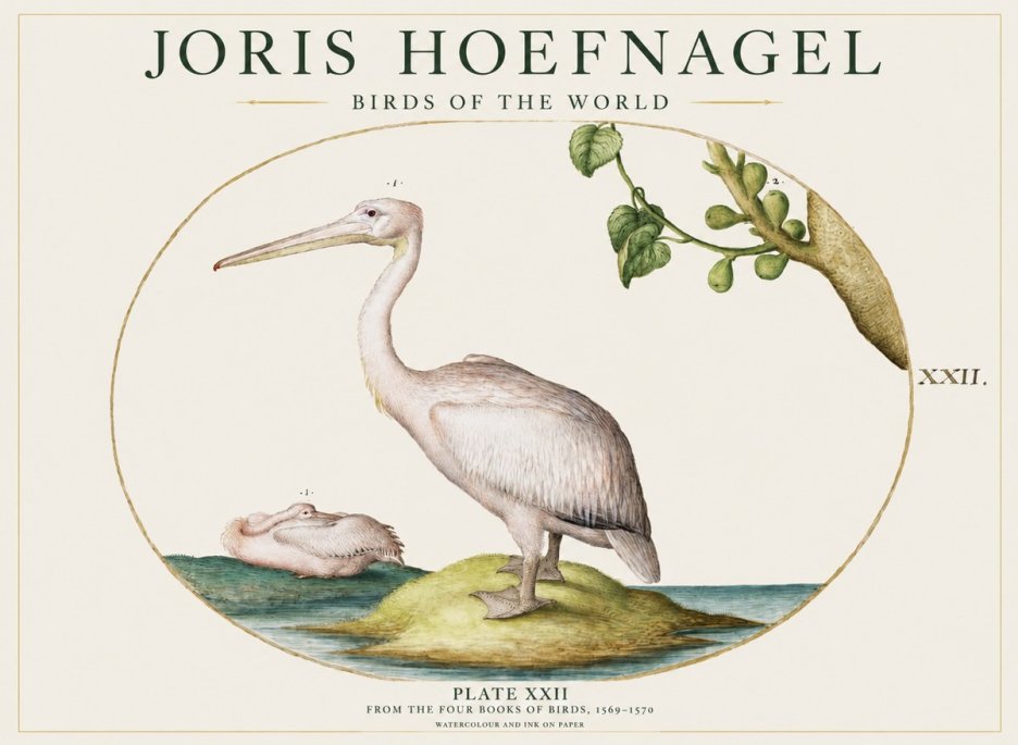 Joris Hoefnagel Plate Xxii No1 - Plakát