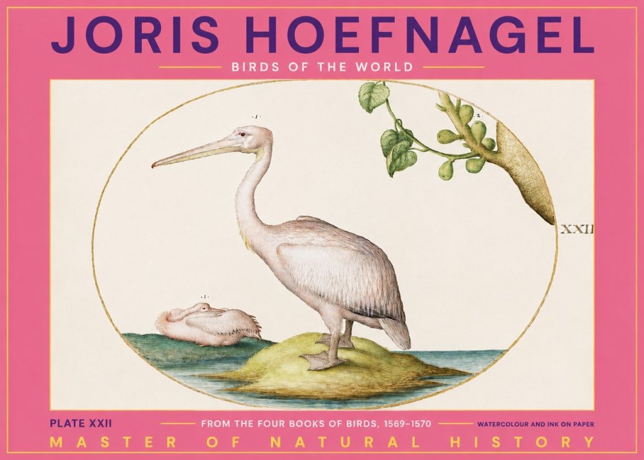 Joris Hoefnagel Plate Xxii No2 - Plakát