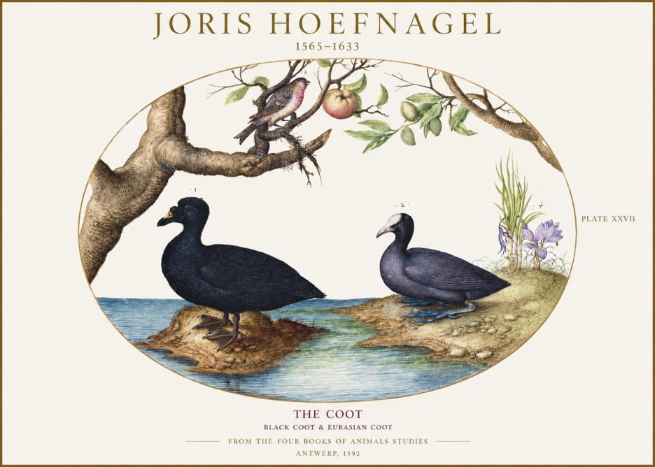 Joris Hoefnagel The Coot No1 - Plakát