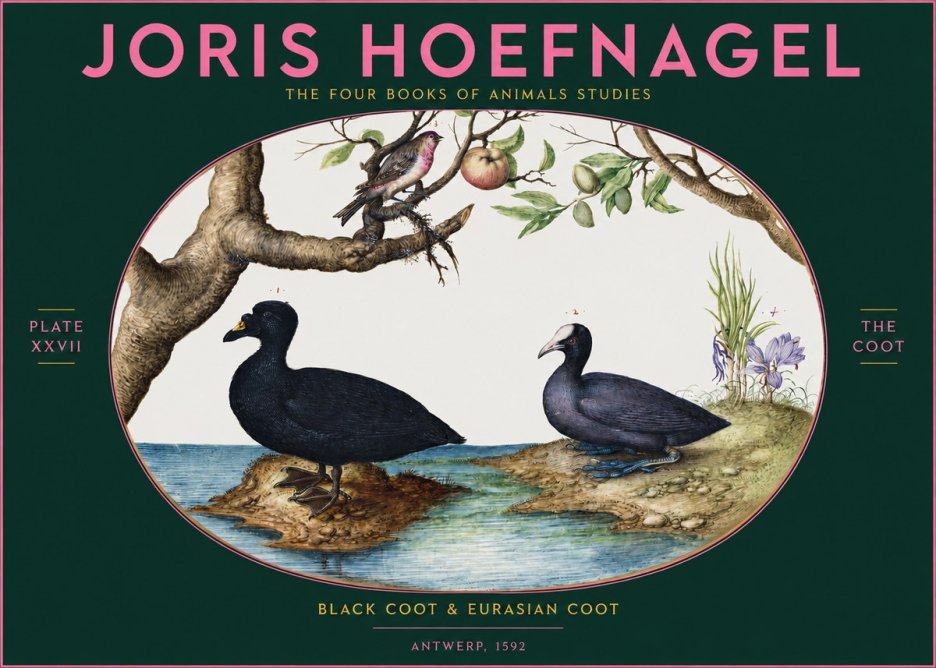 Joris Hoefnagel The Coot No2 - Plakát