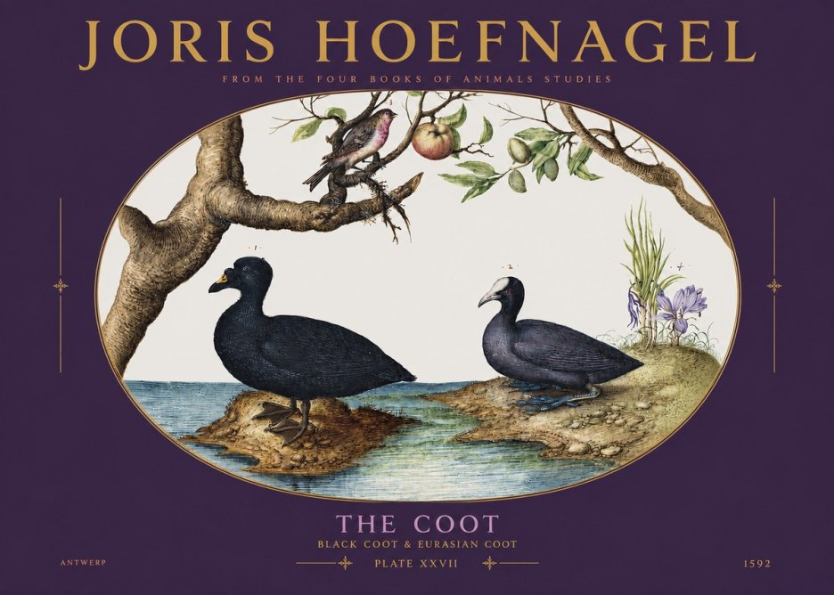 Joris Hoefnagel The Coot No3 - Plakát