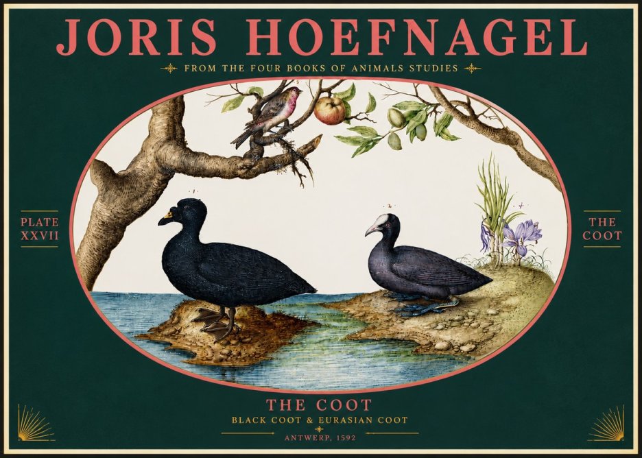 Joris Hoefnagel The Coot No4 - Plakát