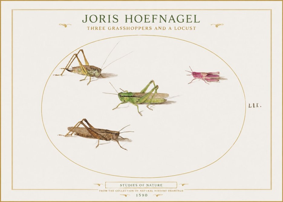 Joris Hoefnagel Three Grasshoppers and a Locust No1 - Plakát