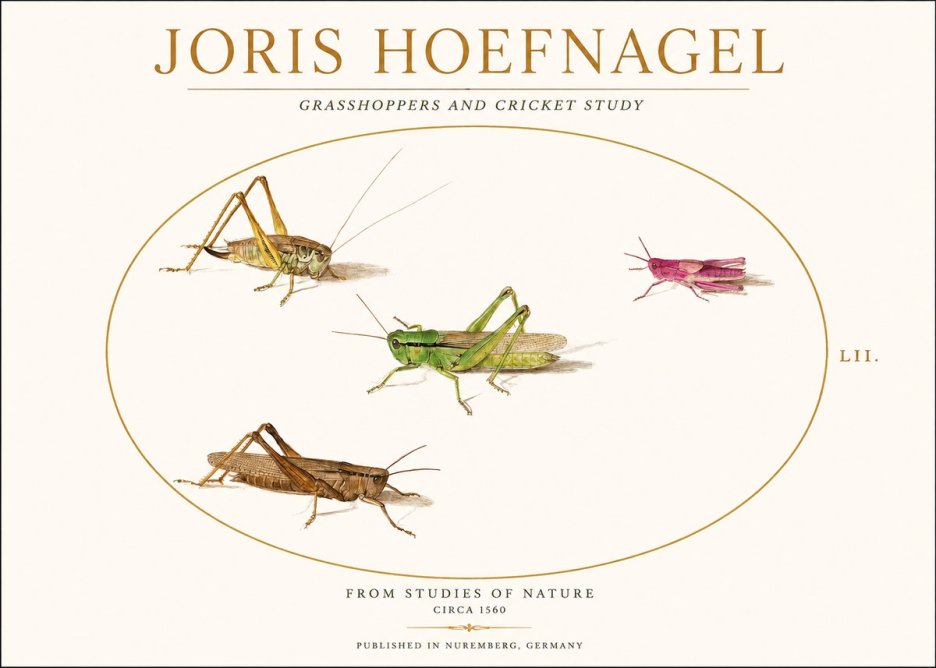 Joris Hoefnagel Three Grasshoppers and a Locust No2 - Plakát