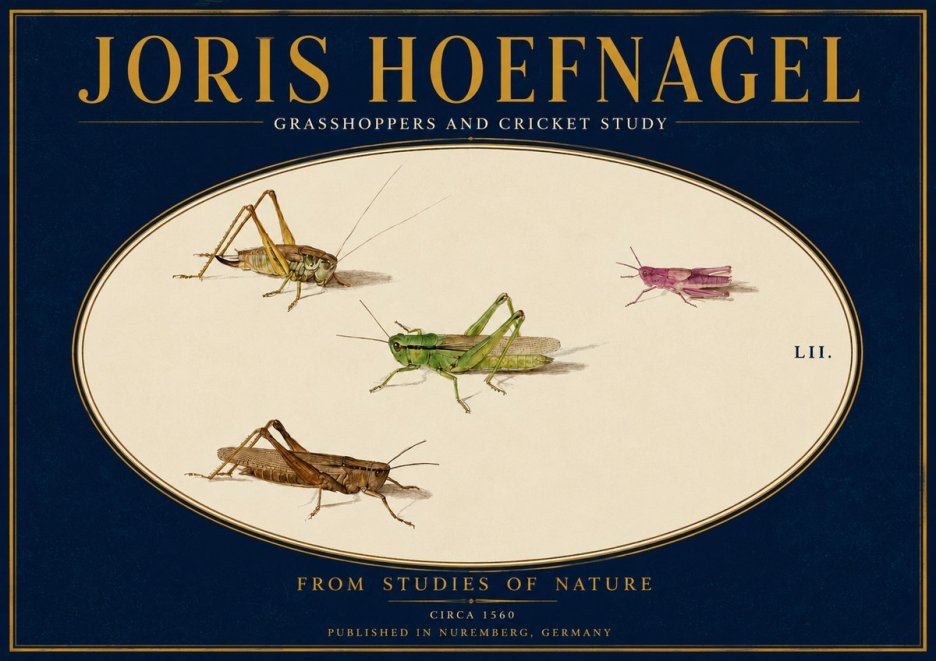 Joris Hoefnagel Three Grasshoppers and a Locust No4 - Plakát