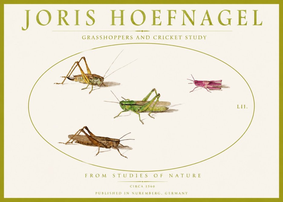 Joris Hoefnagel Three Grasshoppers and a Locust No5 - Plakát