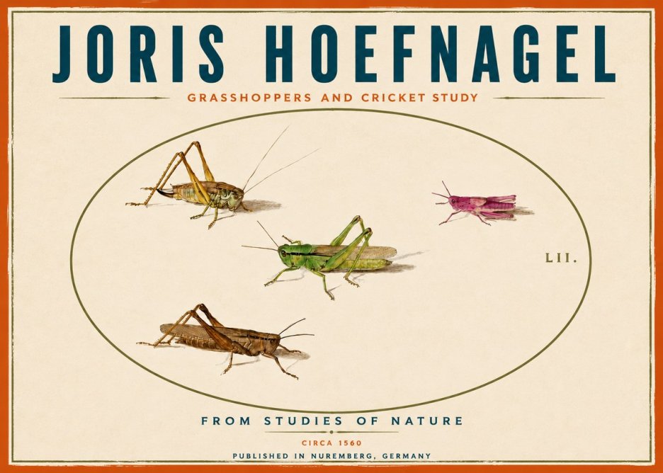 Joris Hoefnagel Three Grasshoppers and a Locust No6 - Plakát