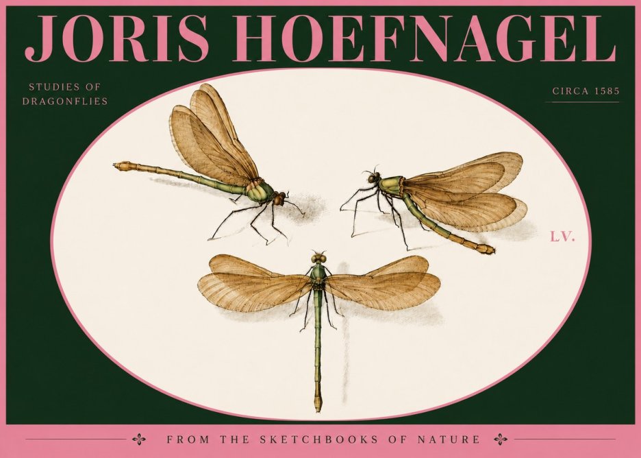 Joris Hoefnagel Studies of Dragonflies No4 - Plakát