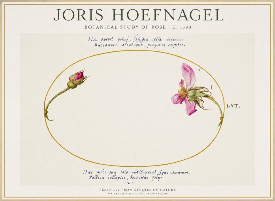 Joris Hoefnagel Botanical Study of Rose No1 - Plakát