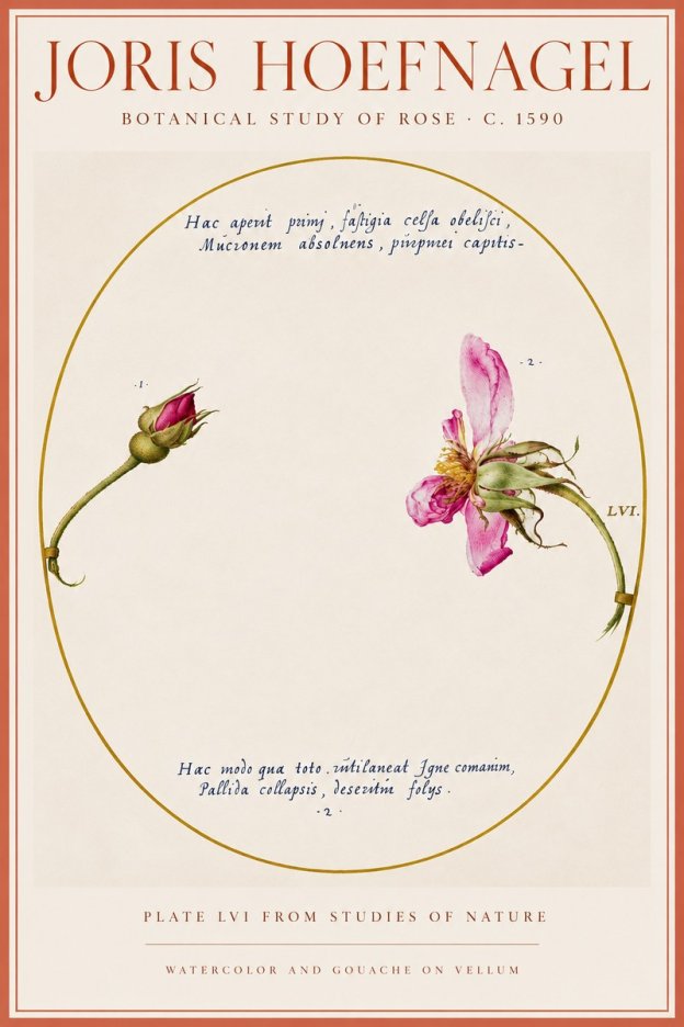 Joris Hoefnagel Botanical Study of Rose No5 - Plakát