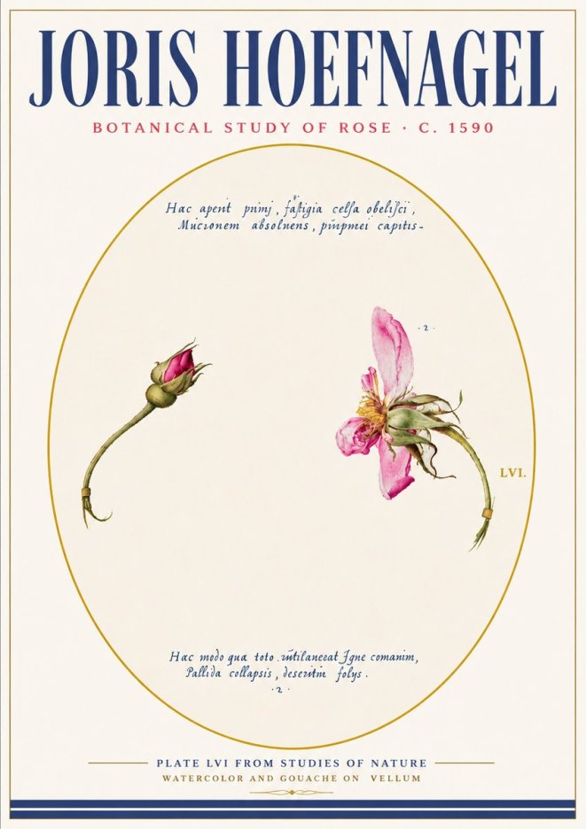 Joris Hoefnagel Botanical Study of Rose No6 - Plakát