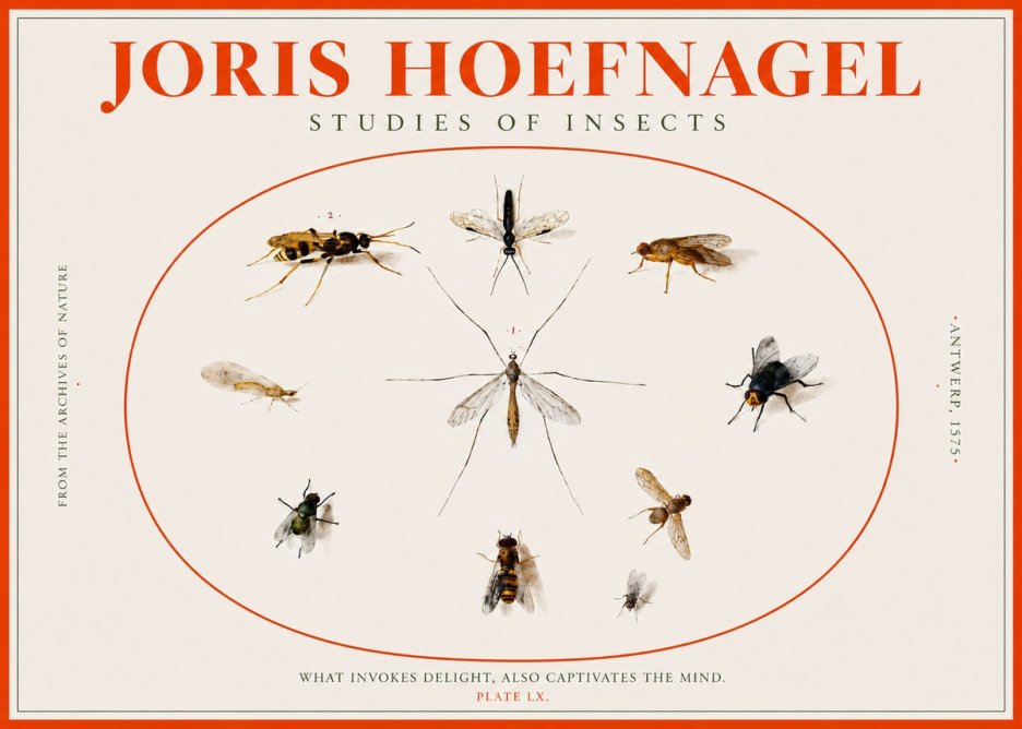 Joris Hoefnagel Studies of Insects III No2 - Plakát