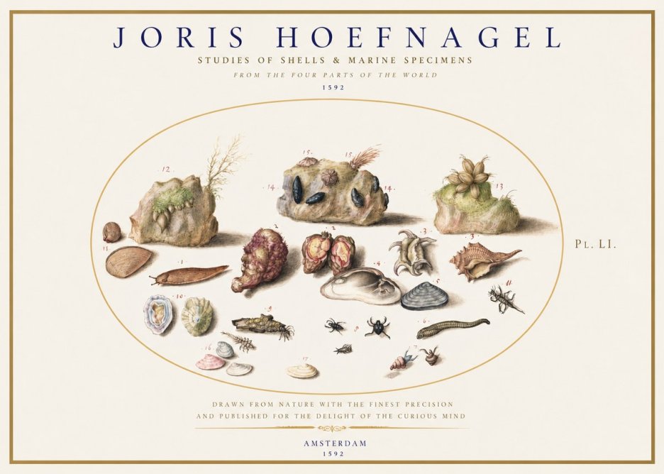 Joris Hoefnagel Studies of Shells & Marine Specimens No1 - Plakát