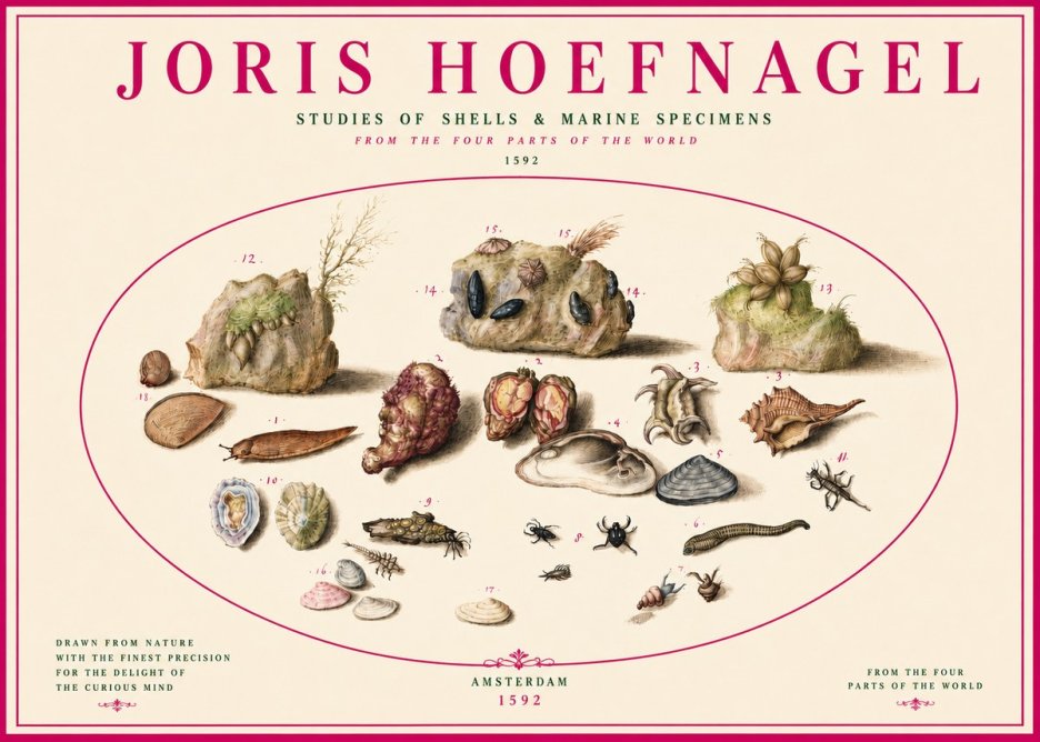 Joris Hoefnagel Studies of Shells & Marine Specimens No3 - Plakát