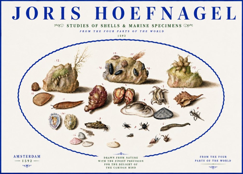 Joris Hoefnagel Studies of Shells & Marine Specimens No5 - Plakát