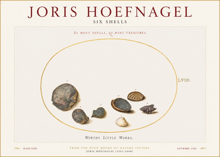 Joris Hoefnagel Six Shells No1 - Plakát