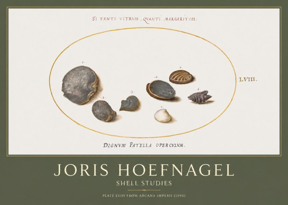 Joris Hoefnagel Six Shells No5 - Plakát